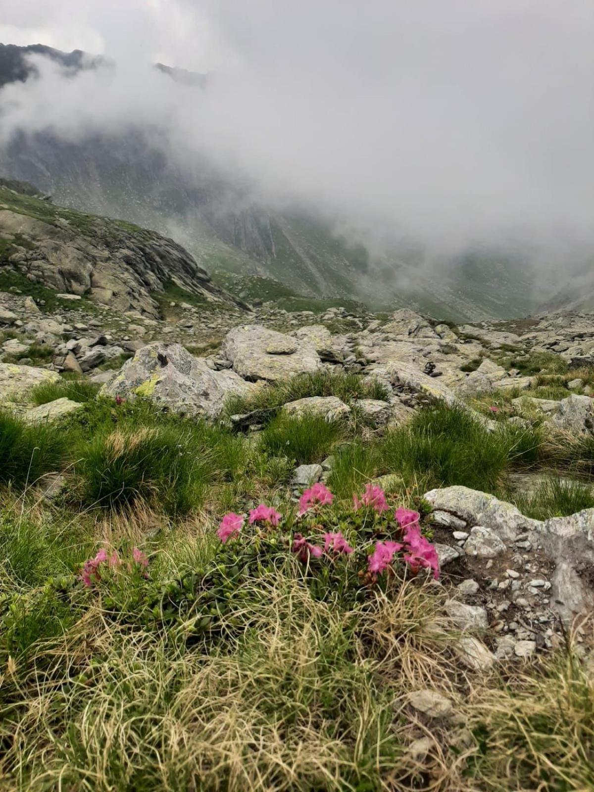 Ferienwohnung Casa Oaspeti Transfagarasan Cîrţişoara Exterior foto